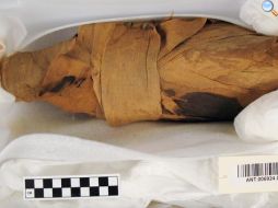Ibis egizi mummificati